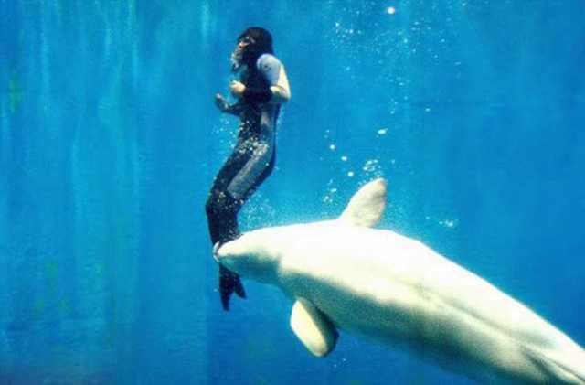 WHAL SAVING DIVER
